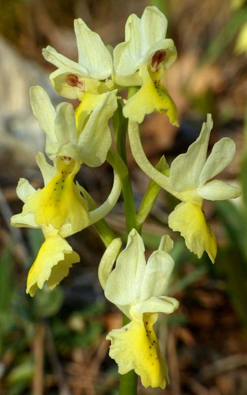 Marsica 2022, Monte Girifalco e Monte Arunzo  Le orchidee e la storia.